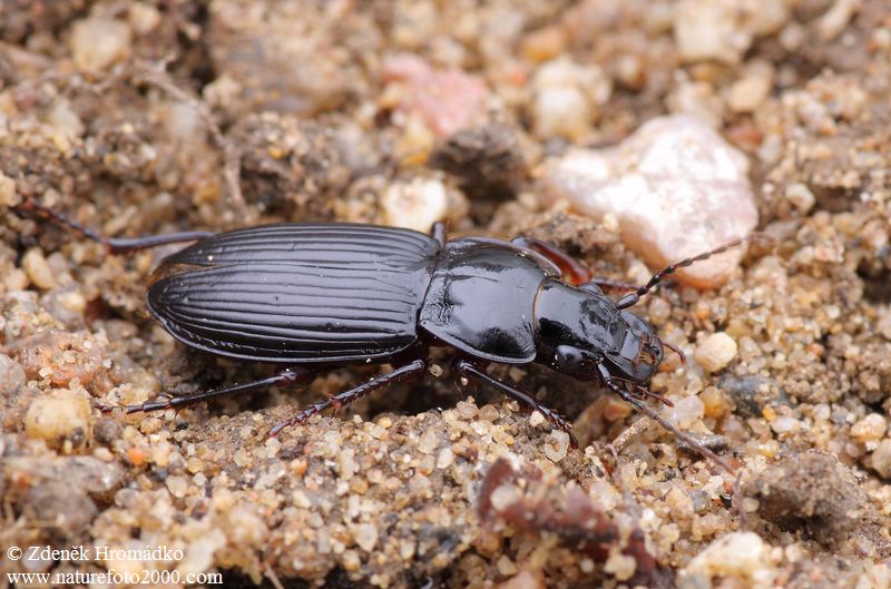 střevlíček, Pterostichus rhaeticus, Carabidae (Brouci, Coleoptera)